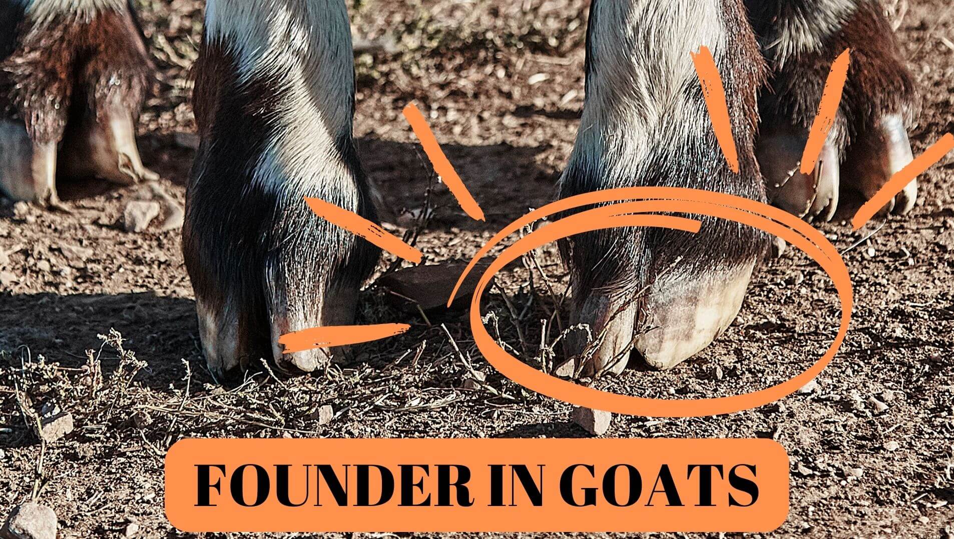 Lots of information about founder in goats