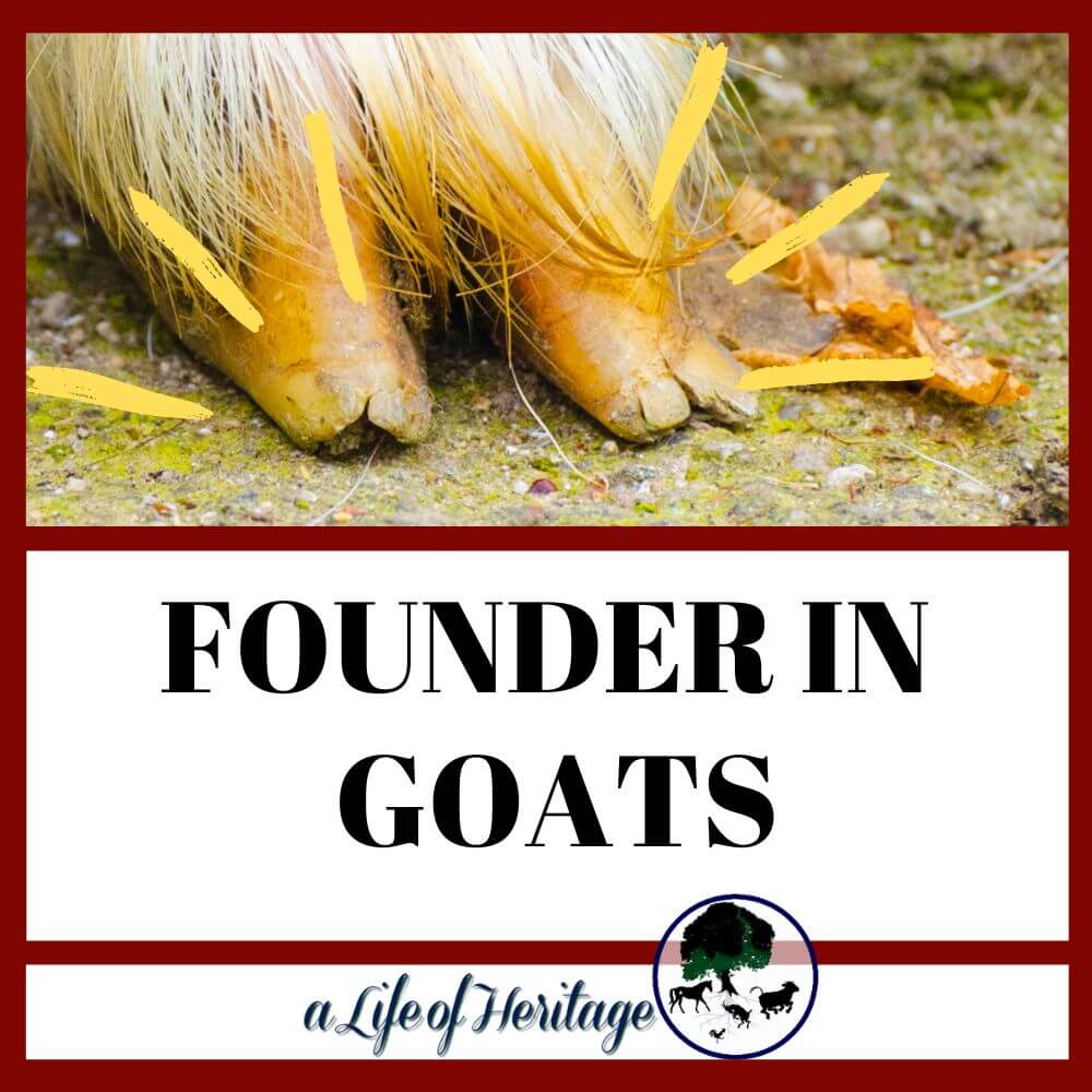 Find out symptoms and treatment plans for founder in goats
