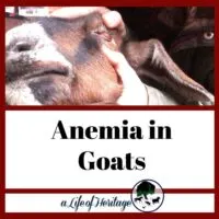 Checking eyelids on a goat and checking for anemia