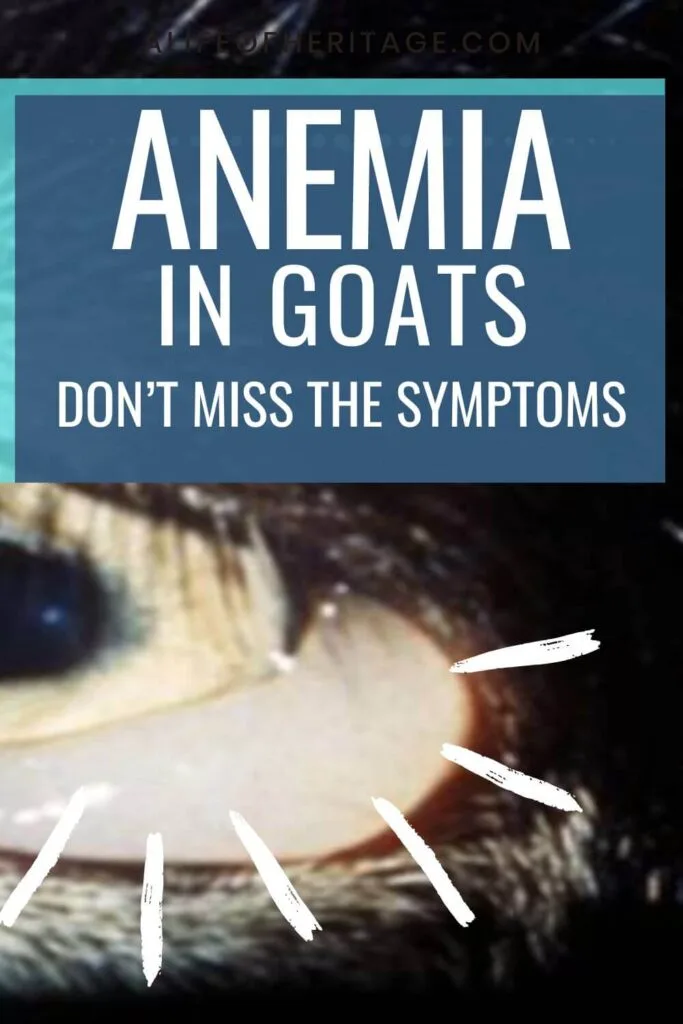 anemia is serious in goats