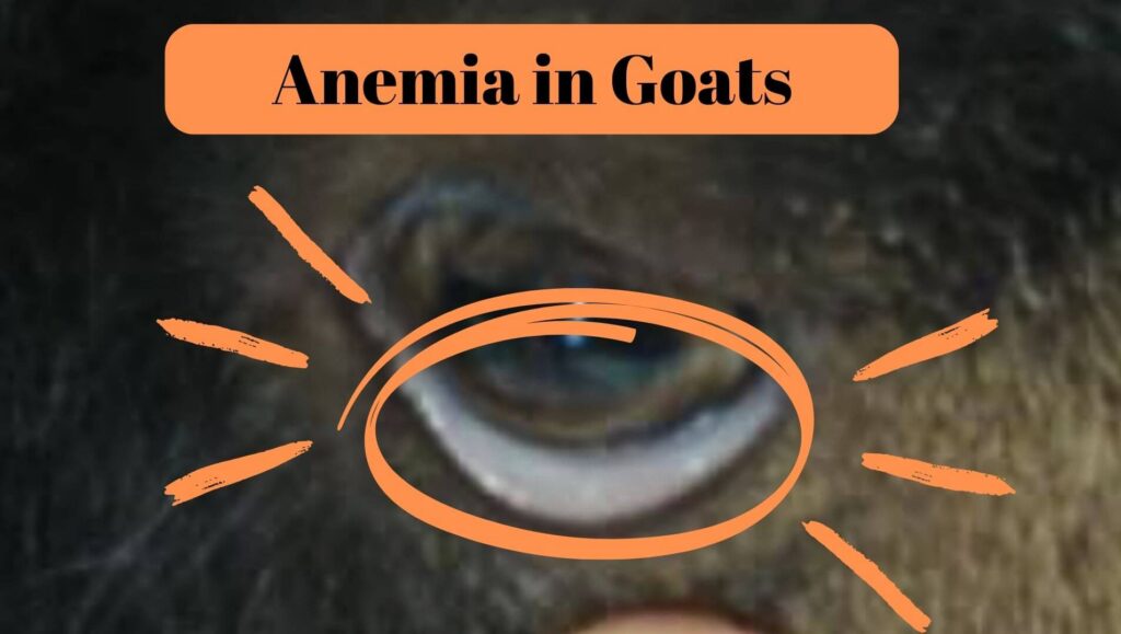 Anemia can be seen in a goat's white eyelids 