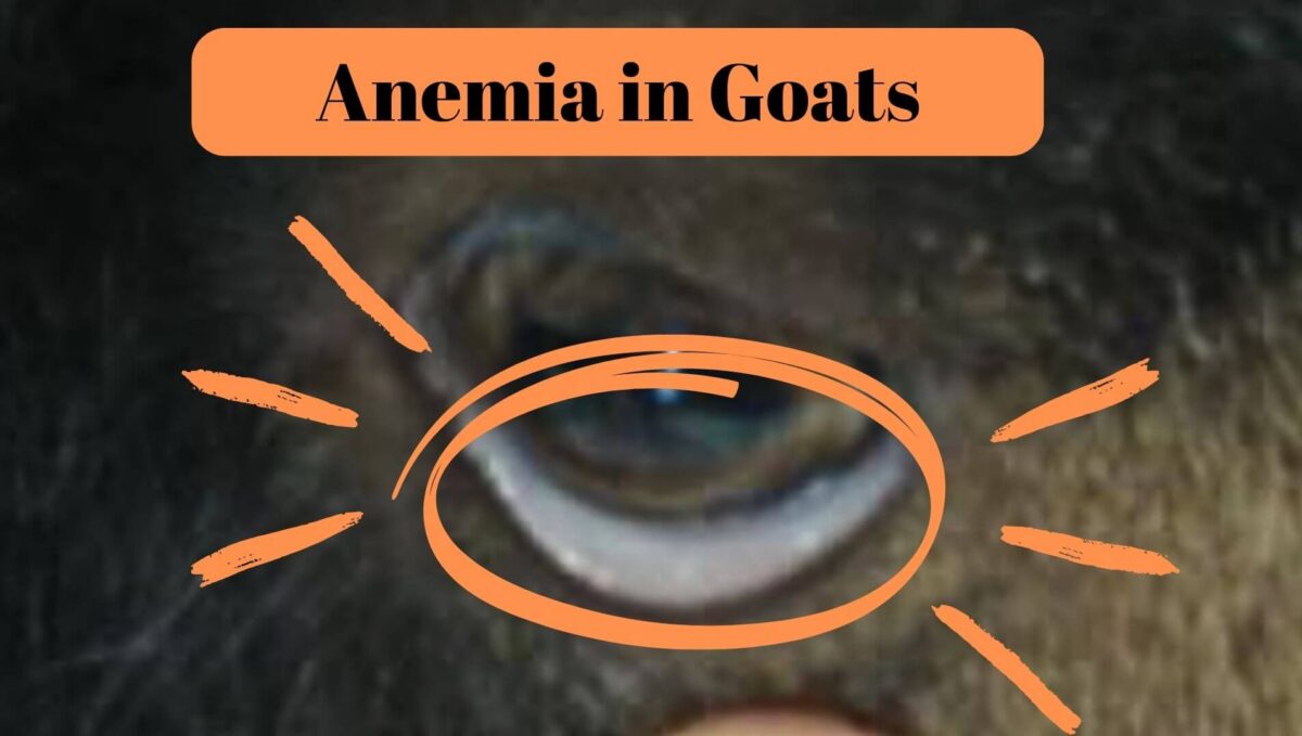 Anemia in Goats Causes & What You Can Do