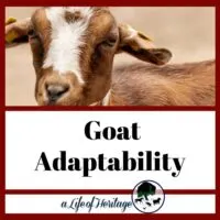 is your goat adaptable?
