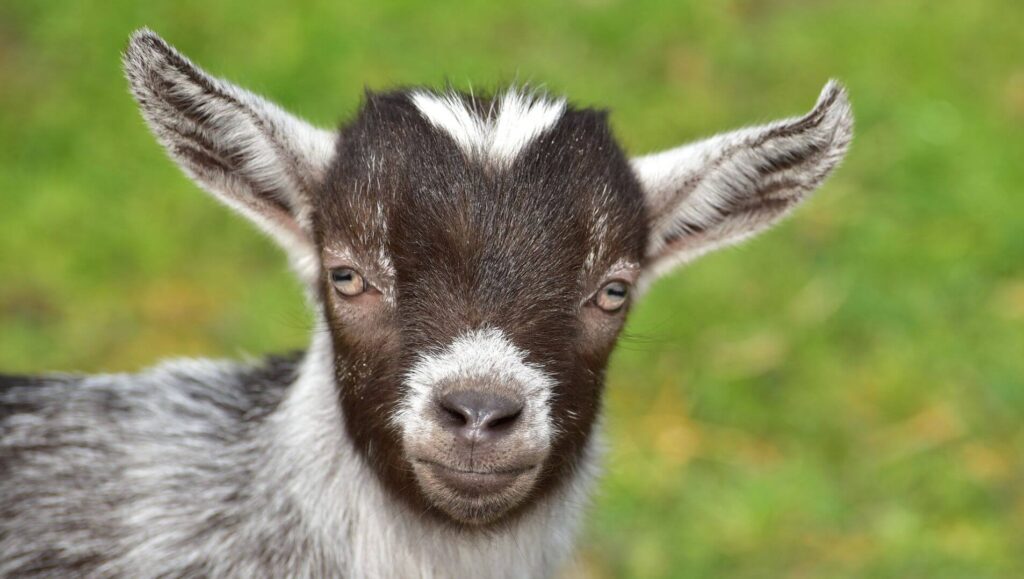 goat kid problems