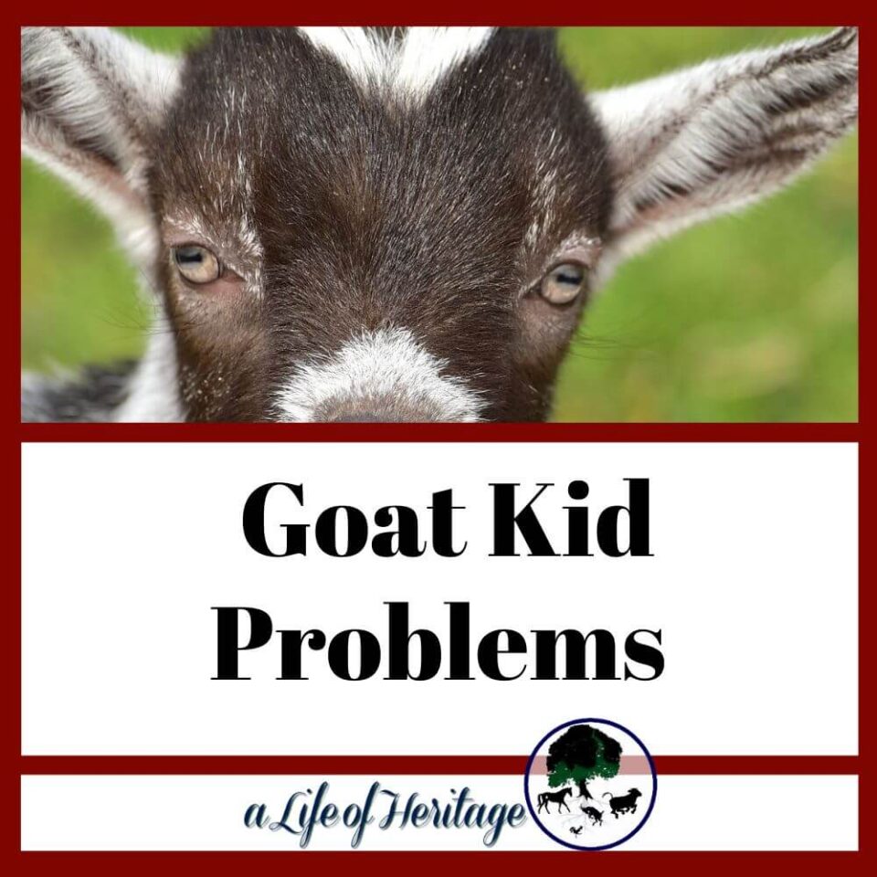 Raising Goats Information and Resources for 2023