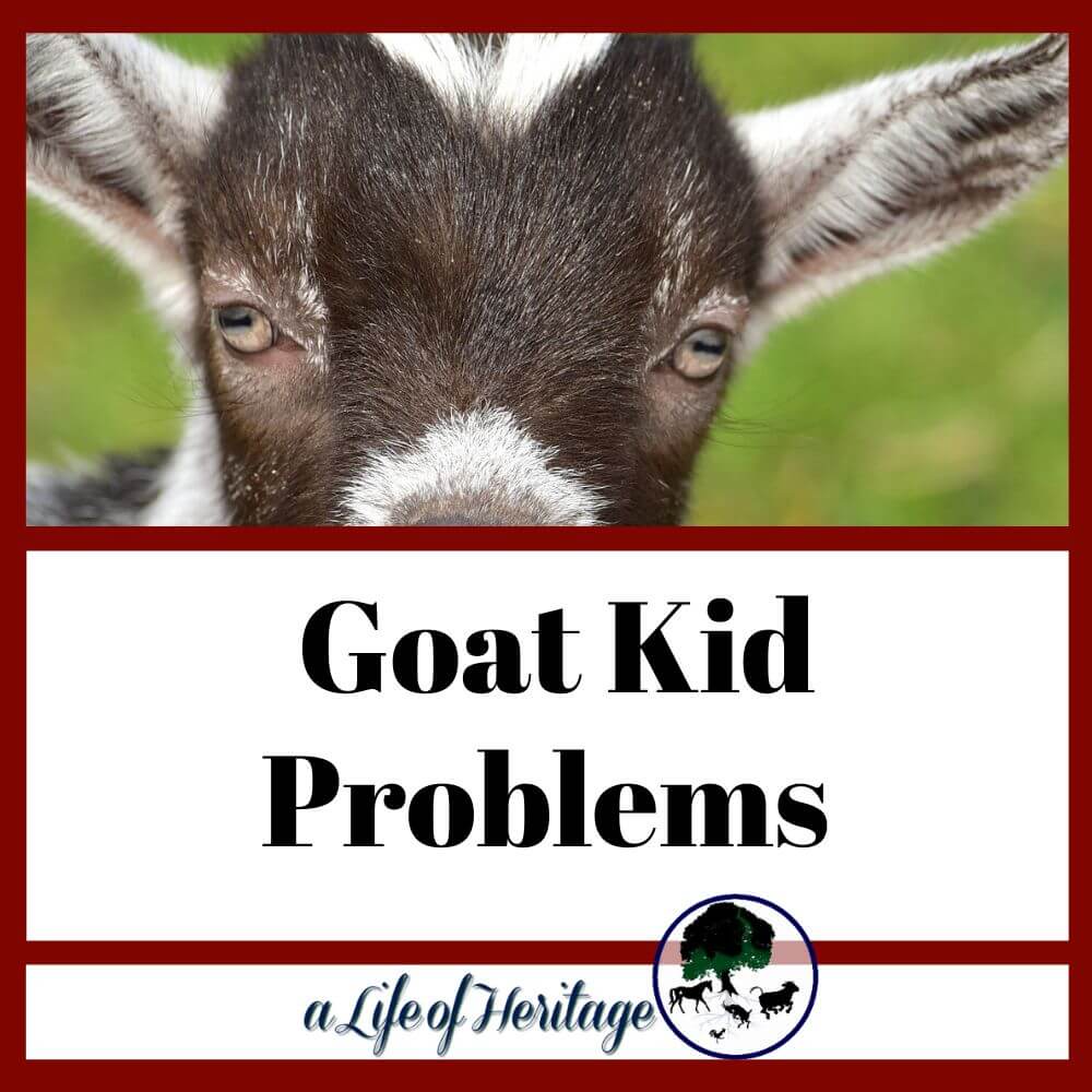 15-common-goat-kid-problems-a-comprehensive-guide