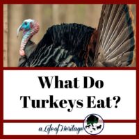 What do turkeys eat