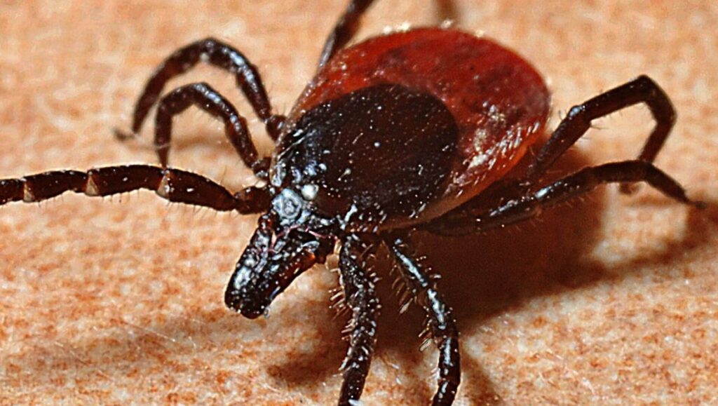 Ticks need to be controlled for the health of your goat herd