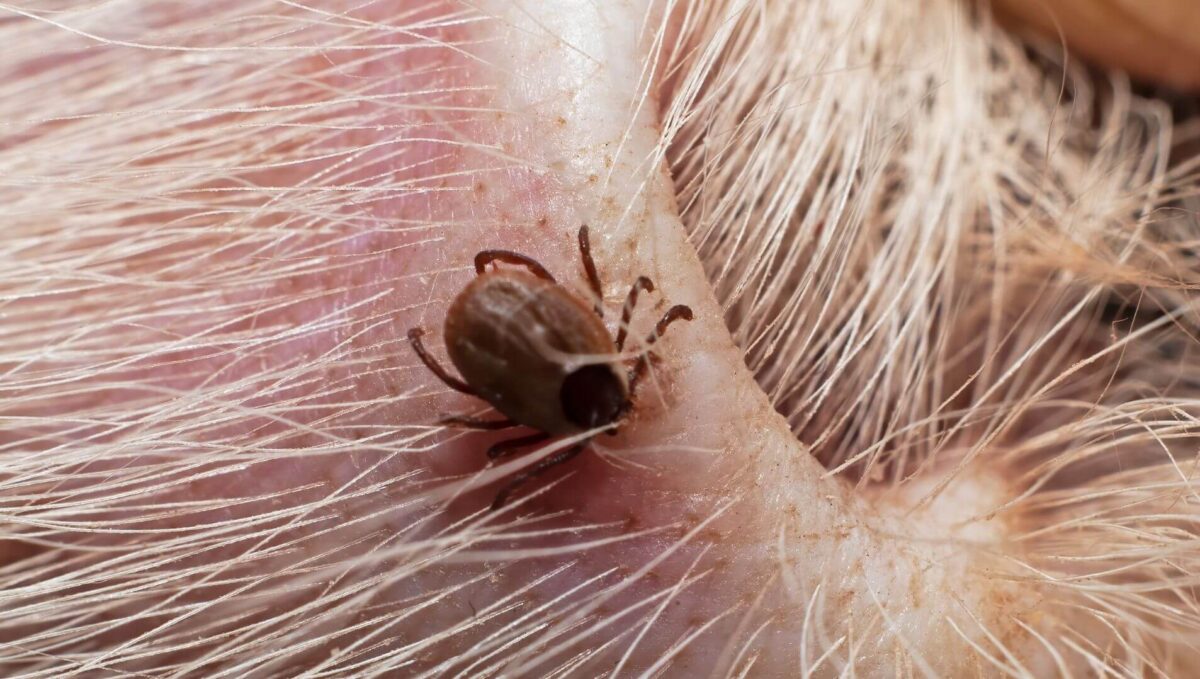 How to Prevent Ticks on Goats and What to Do If They Get One