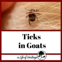 Learn about ticks in goats