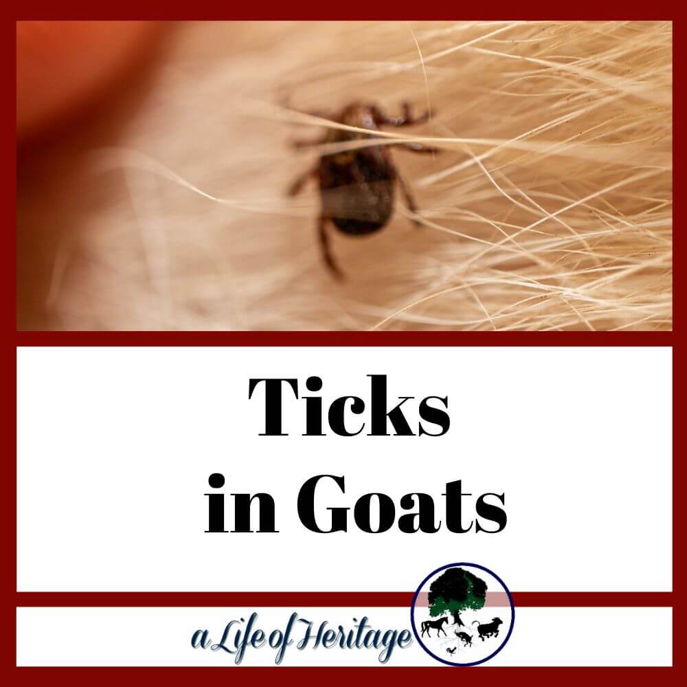 Learn about ticks in goats