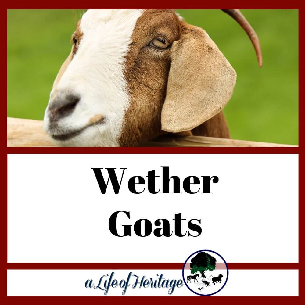 wethered goats are a great option for you!