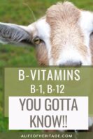 B-Vitamins (Thiamine And B12) Are Essential For Goats!