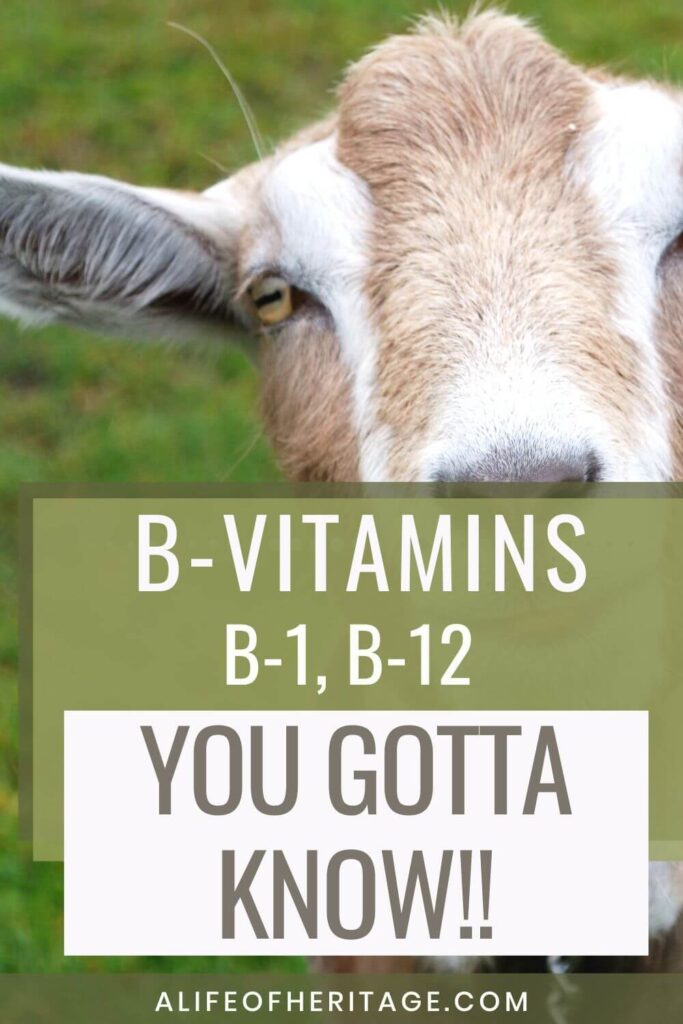 B-1 and B-12 vitamins are essential for goats
