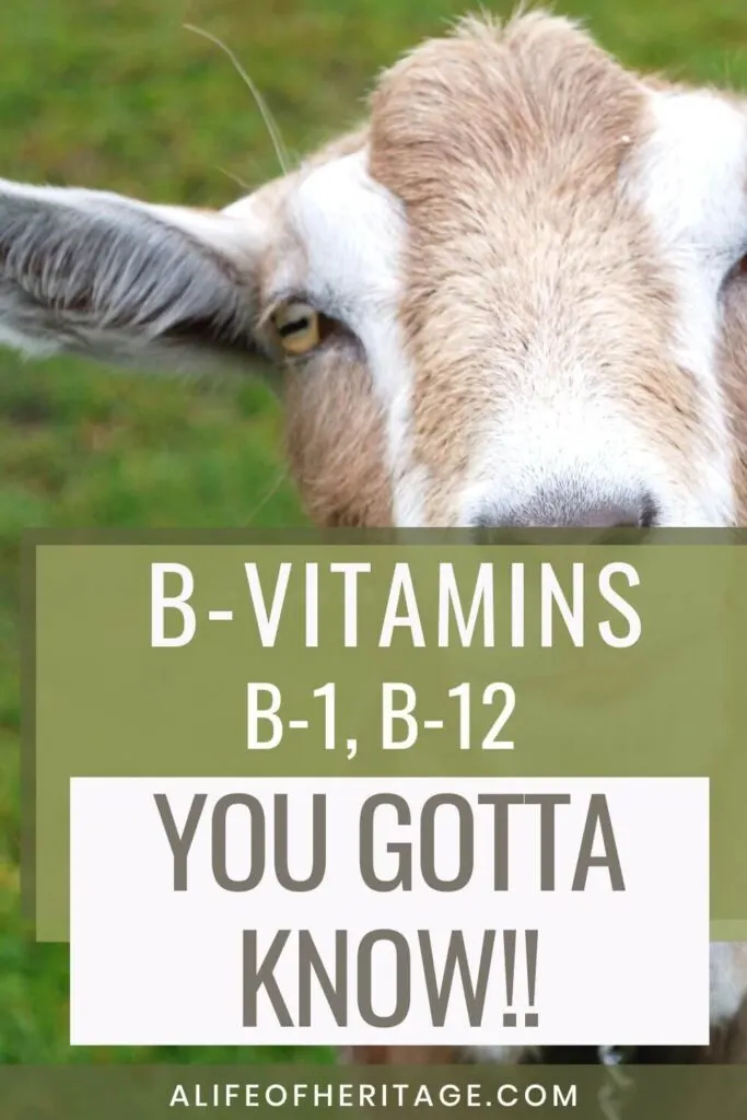 B-1 and B-12 vitamins are essential for goats