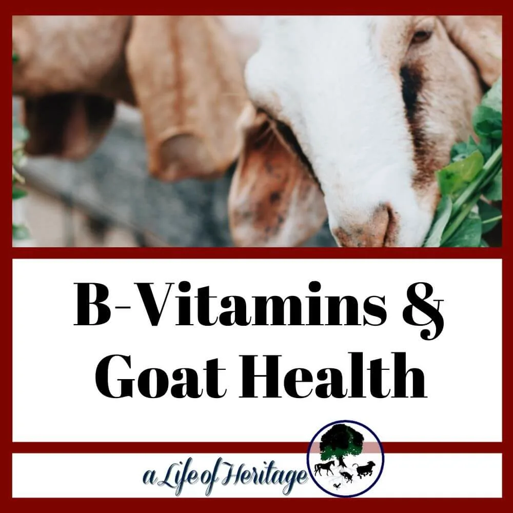 b-vitamins in a goat