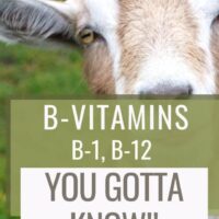 cropped-B-VITAMINS-VPH-ALH-822.jpg