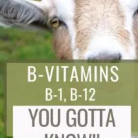 cropped-B-VITAMINS-VPH-ALH-822.jpg