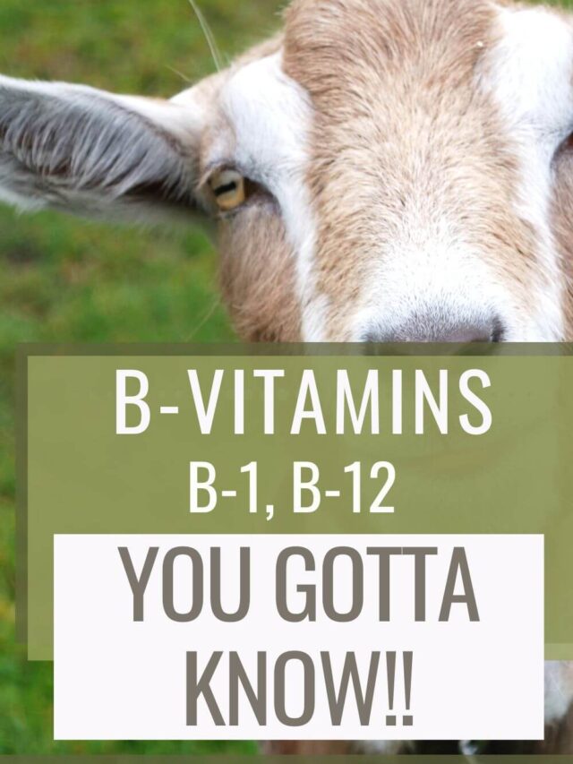 Understand B-Vitamins for Goats