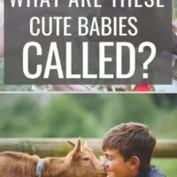baby goats are so cute...you need to know what they are called