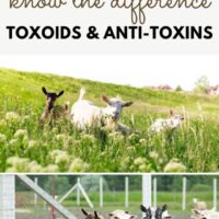 cropped-toxoids-and-anti-toxins-VPH-811.jpg