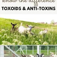 cropped-toxoids-and-anti-toxins-VPH-811.jpg
