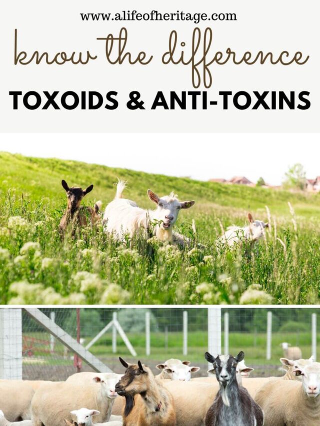 Learn more about toxoids and anti-toxins for goats