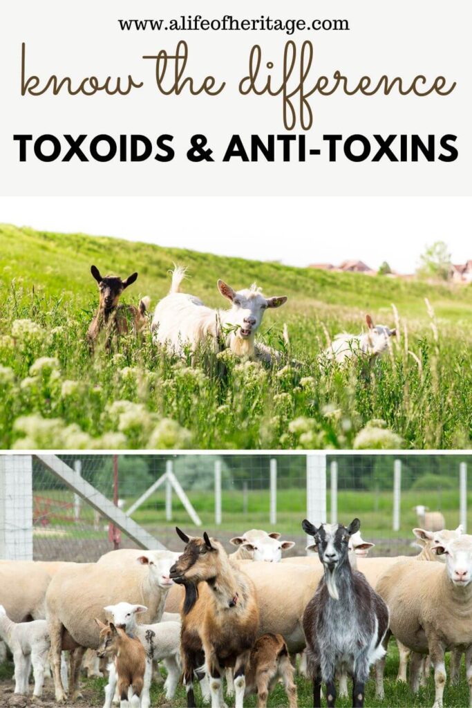 If you're a goat owner, know the difference between toxoids and anti-toxins