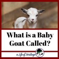 you need to know what a baby goat is called!