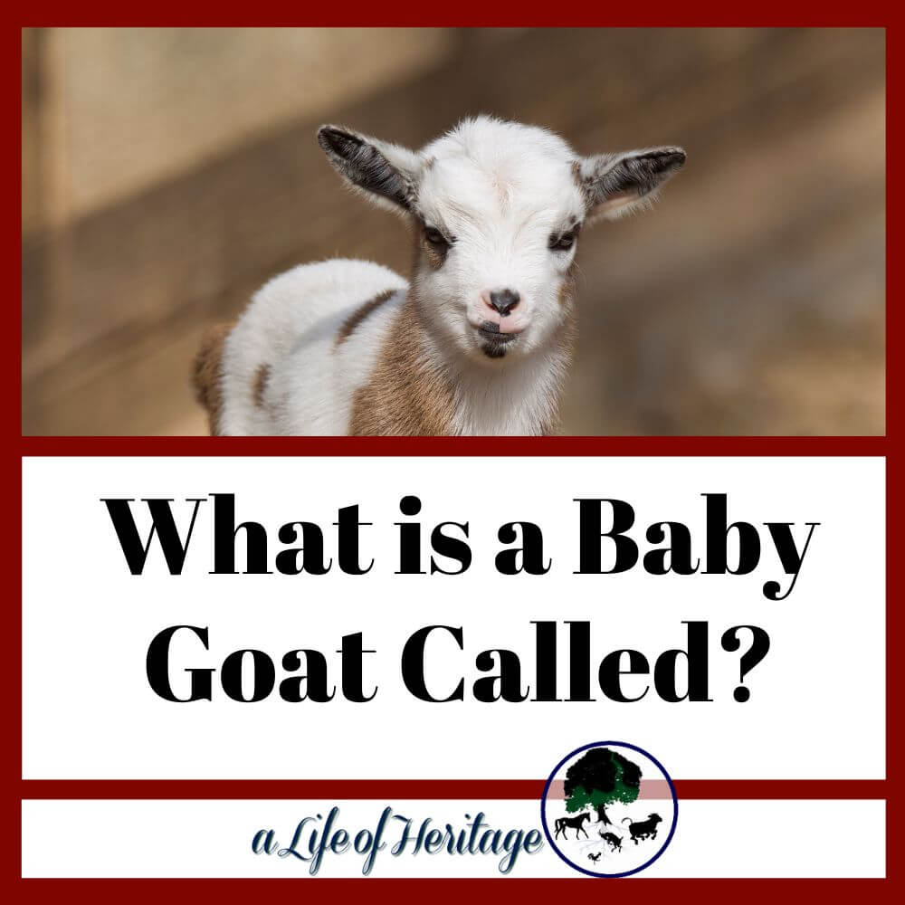 What Is A Baby Goat Called 