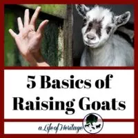 these 5 basics of raising goats are really important
