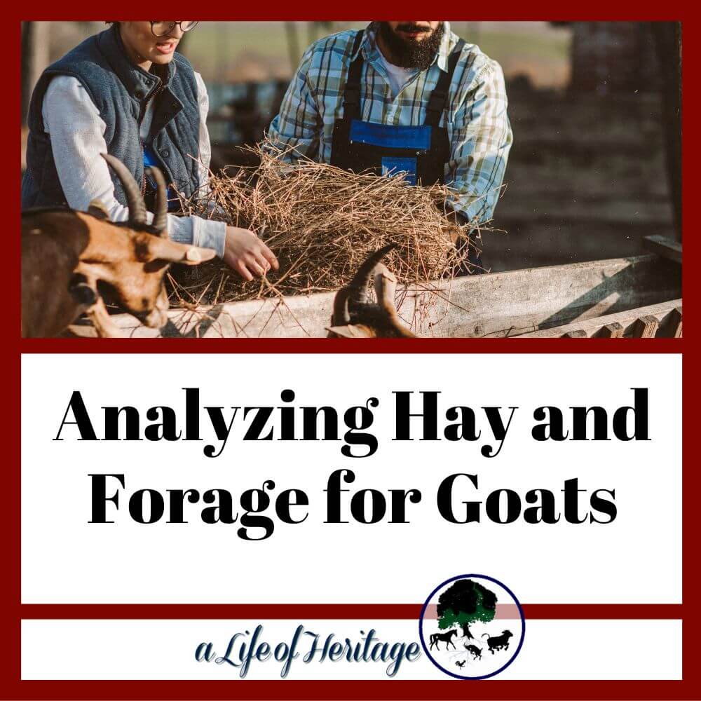 Why you should analyze hay for goats