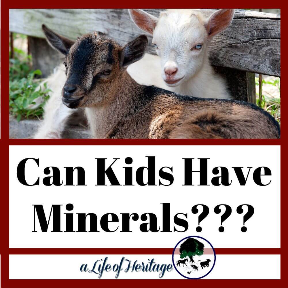 can baby goats have. minerals? Find out if goat kids can have minerals