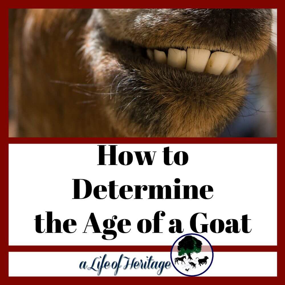 Learn how to determine the age of a goat