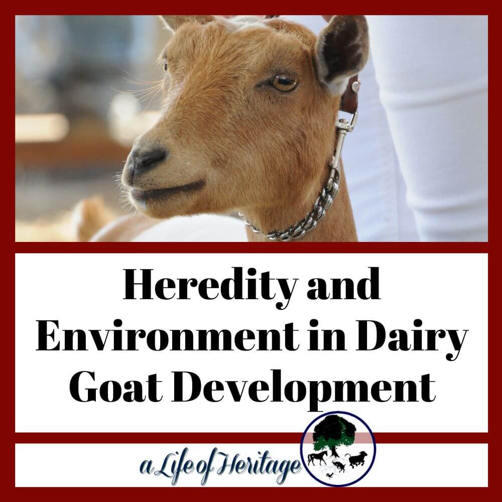 Find out how heredity and environment play a role in genetics in dairy goats