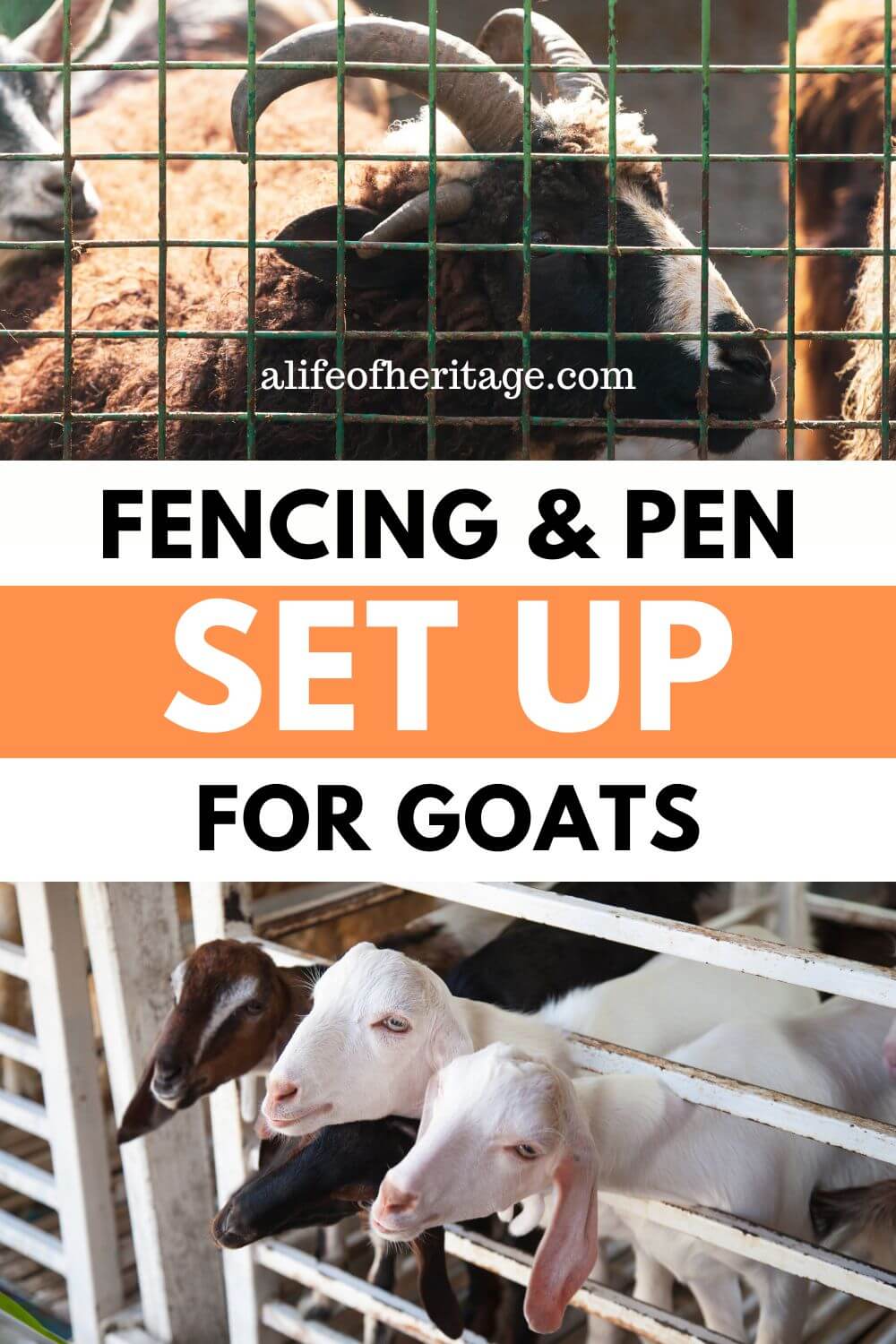 Your Guide to Setting up Fencing & Pens for Goats