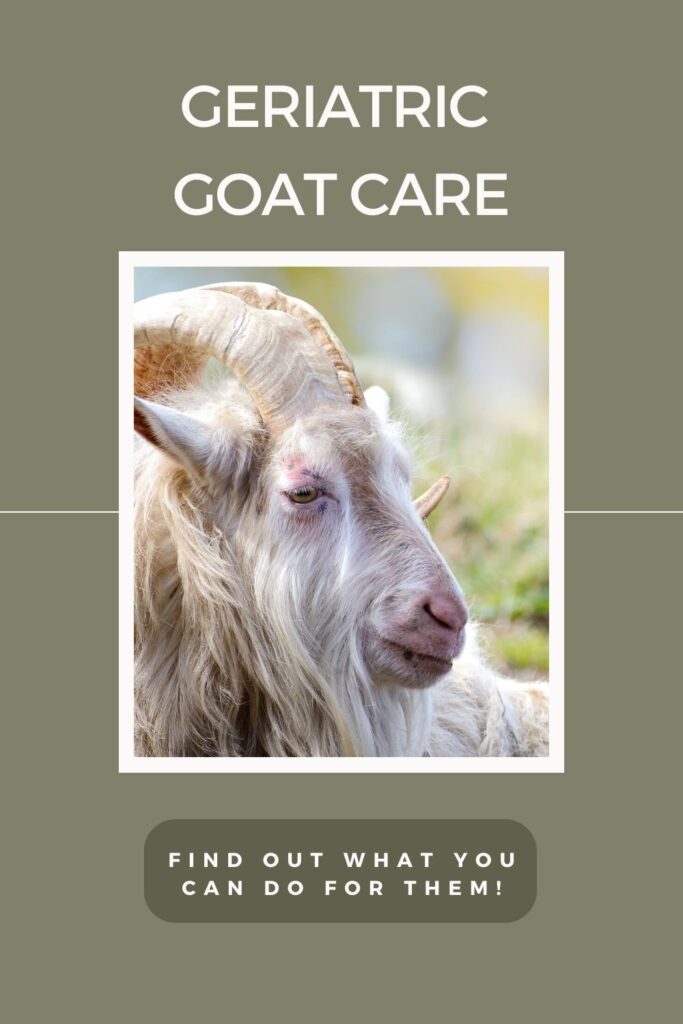 Find out how to care for your geriatric goat