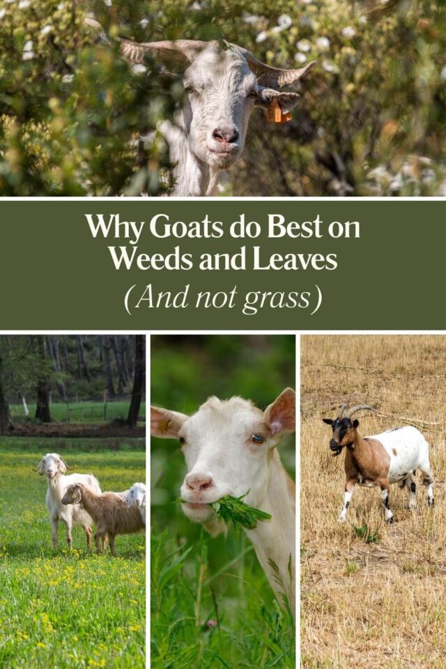 Why Goats do Best on Weeds and Leaves (and not grass)