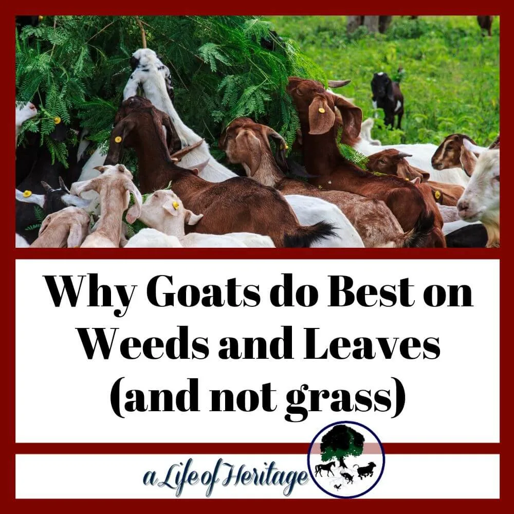 Find out why goats eat weeds and broadleaf plants best