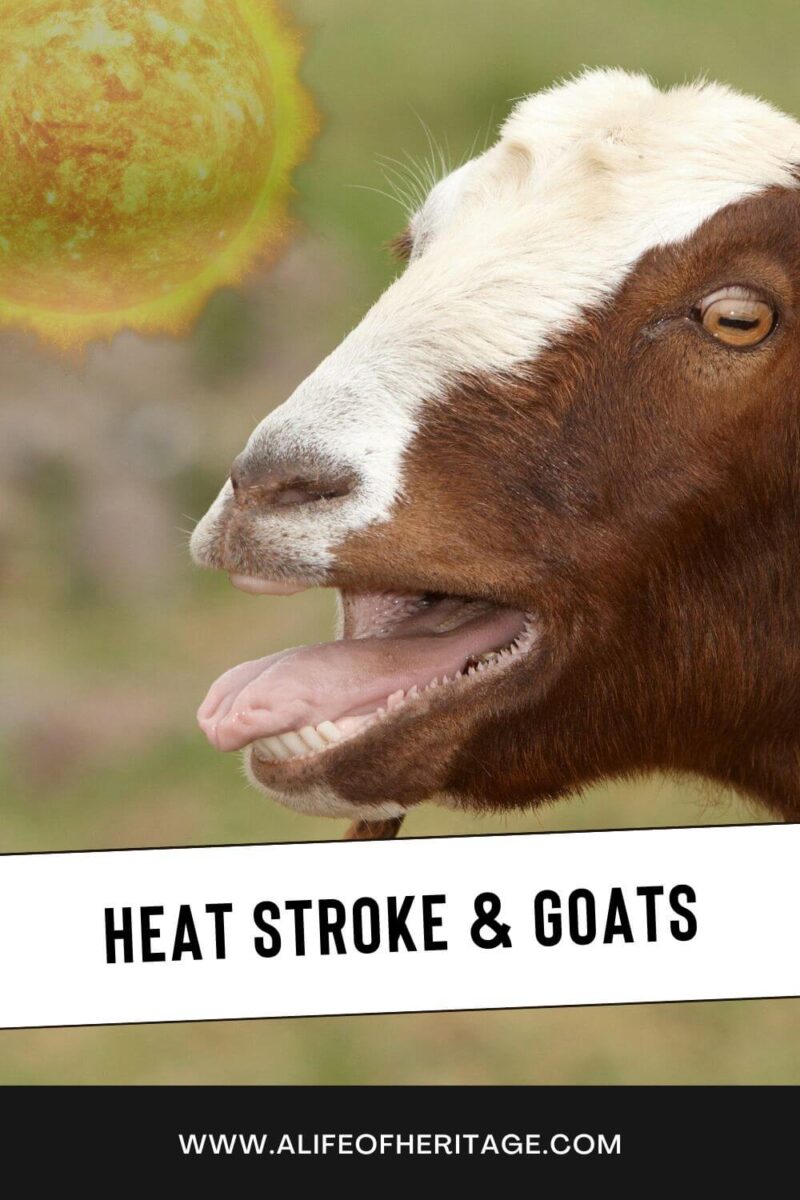 Heat Stress and Heat Stroke in Goats