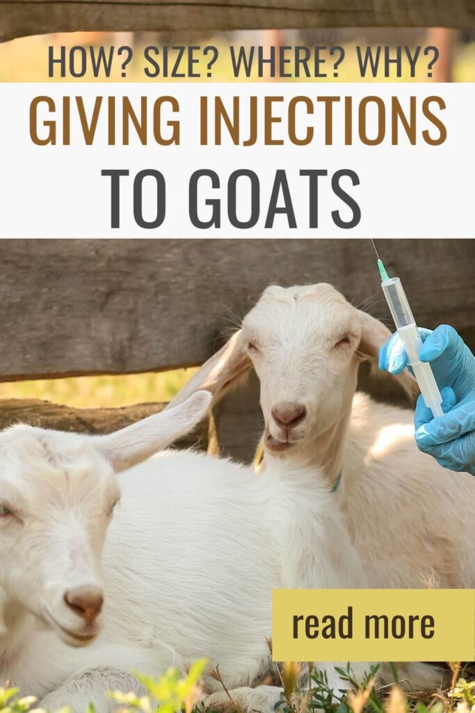 Learn how to give injections to goats