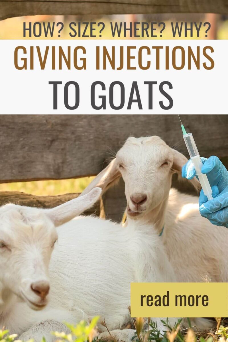 Giving Injections to Goats A Comprehensive Guide
