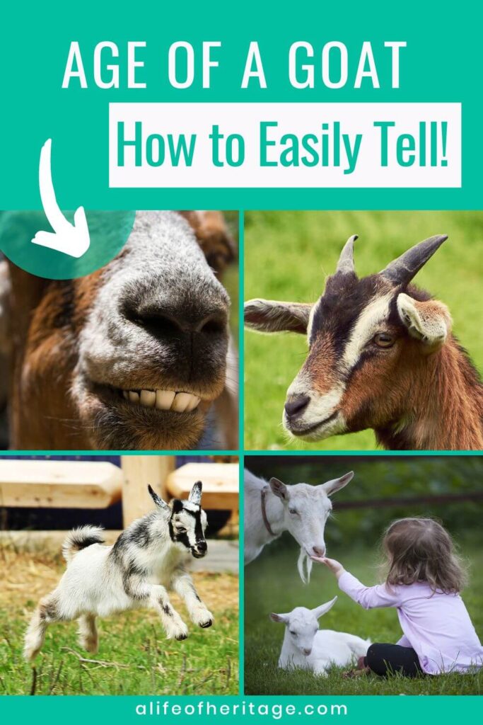 how to easily tell the age of a goat