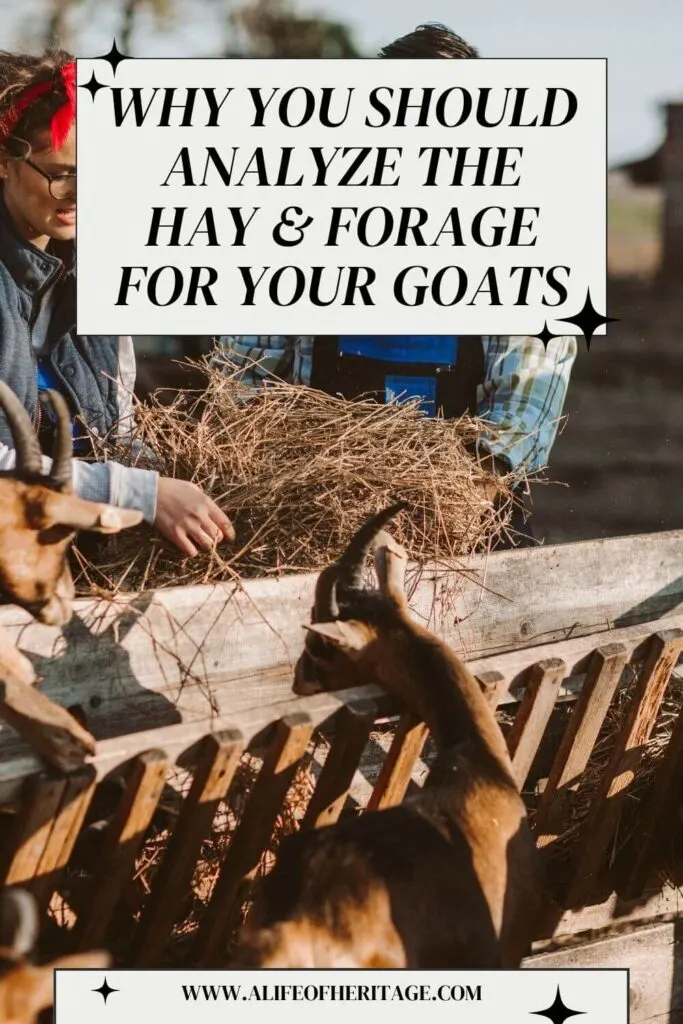 Find out why you should analyze the hay for your goats