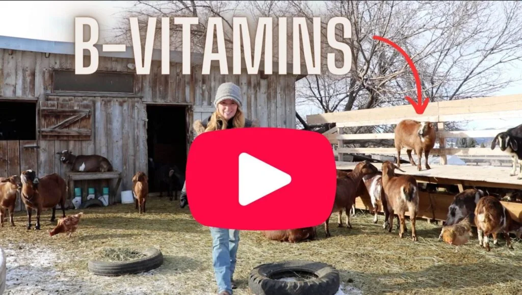 watch the video about b-vitamins  for goats here