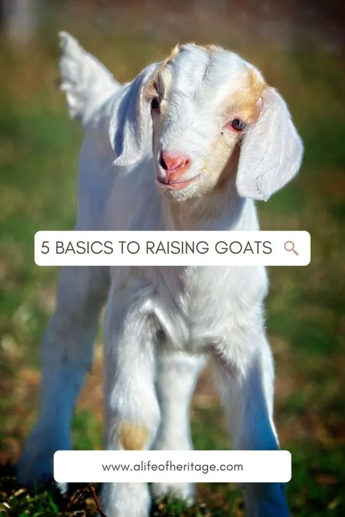 you need to know these 5 basic things to raising goats