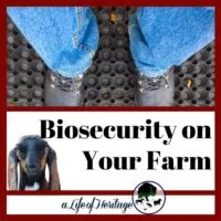 biosecurity steps on a goat farm