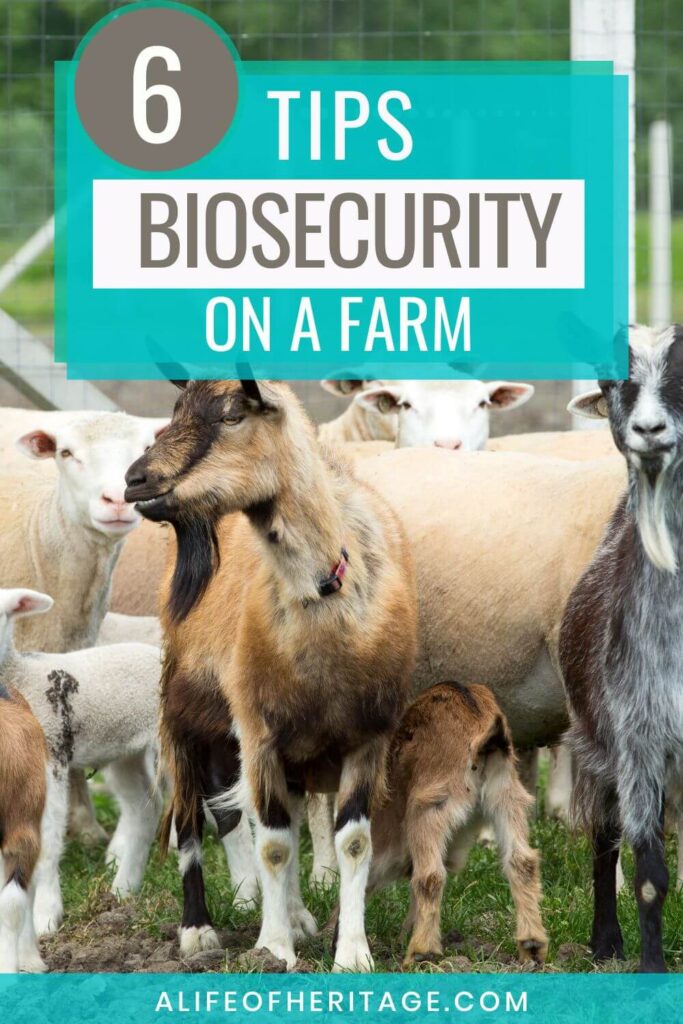 Biosecurity on a goat farm