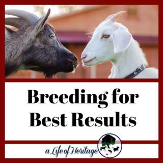 Breeding goats for best results