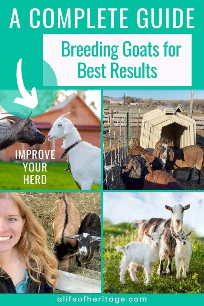 10 great tips for breeding goats for best results